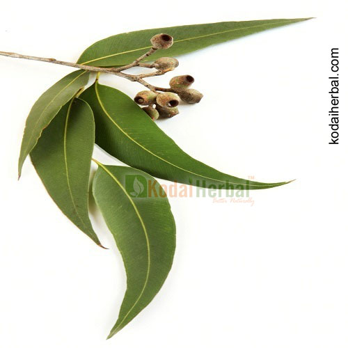 Eucalyptus leaf discount